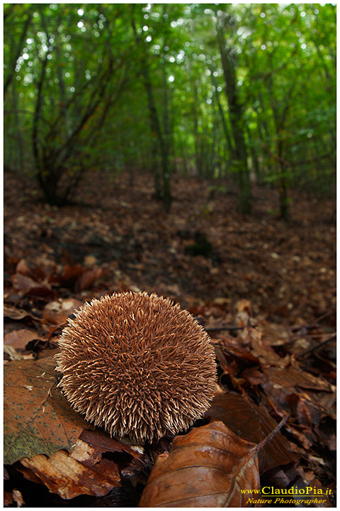 Funghi, mushroom, fungi, fungus, val d'Aveto, Nature photography, macrofotografia, fotografia naturalistica, close-up, mushroomsLycoperdon echinatum 